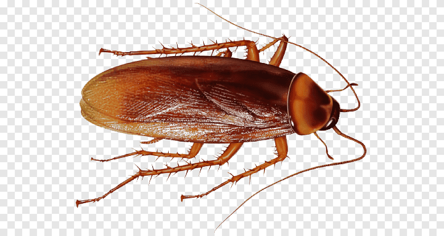 cockroach extermination service