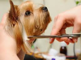 dog grooming ideas