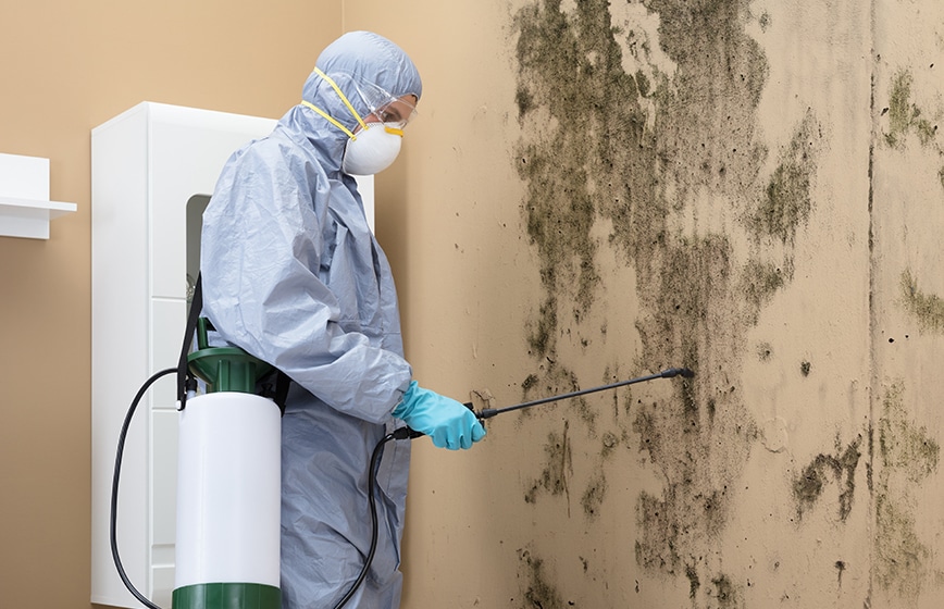 Mold Remediation Services